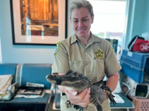Farmer Jeanne holding an alligator 