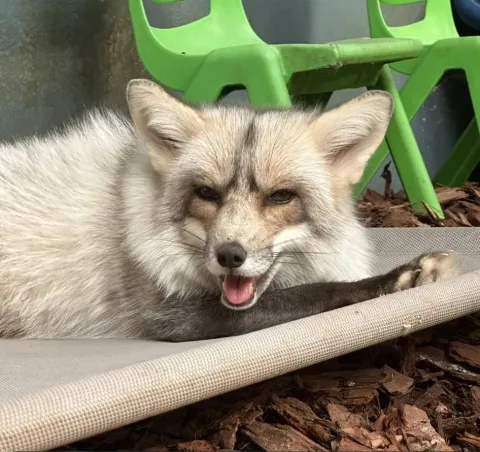white fox