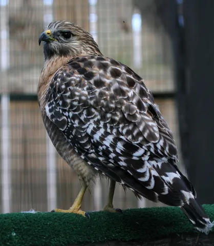 Bonnie, the red-shouldered hawk