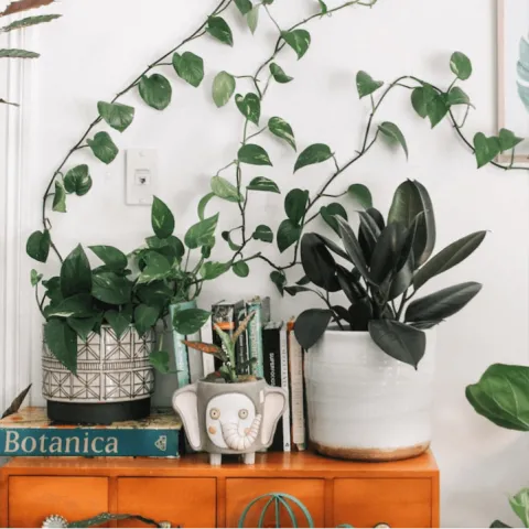 Photo of plants on a shelf