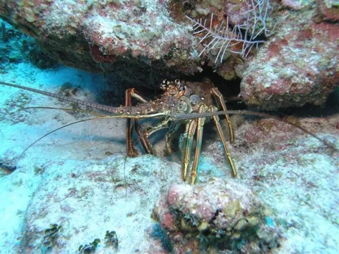 Spiny lobster