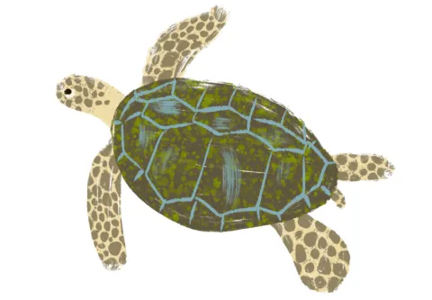 Sea Turtle
