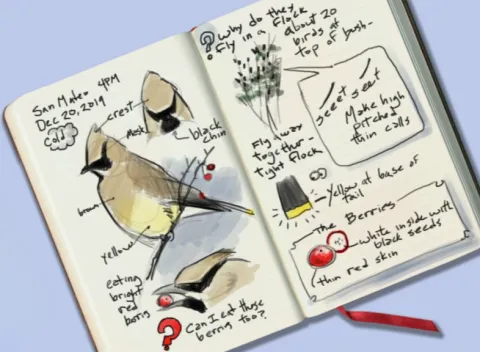 Open journal of birds and other nature elements