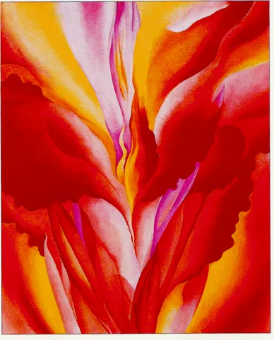 Red Canna