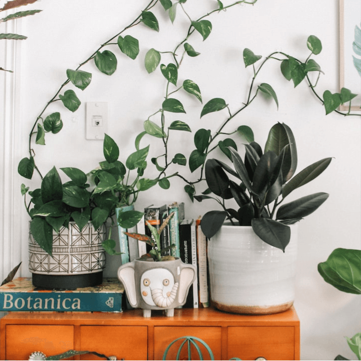 Photo of plants on a shelf