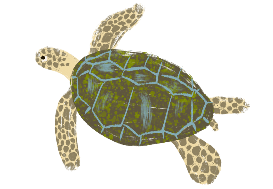Sea Turtle